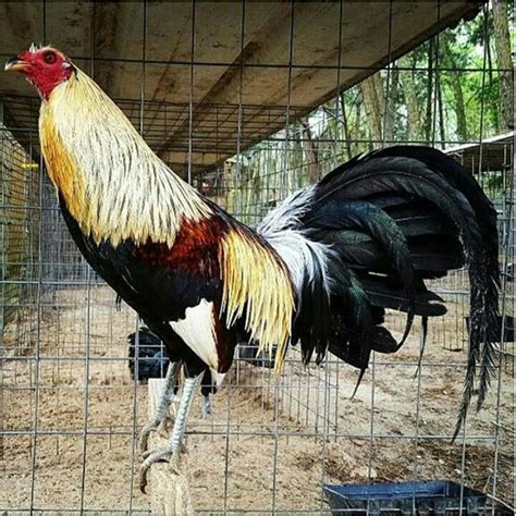 The <b>Leiper</b> <b>Hatch</b> roosters are one of the most powerful bloods of the current days, in the vanguard of the modern families for fighting with the gaff, razor and Philippine blade. . Best cross for leiper hatch